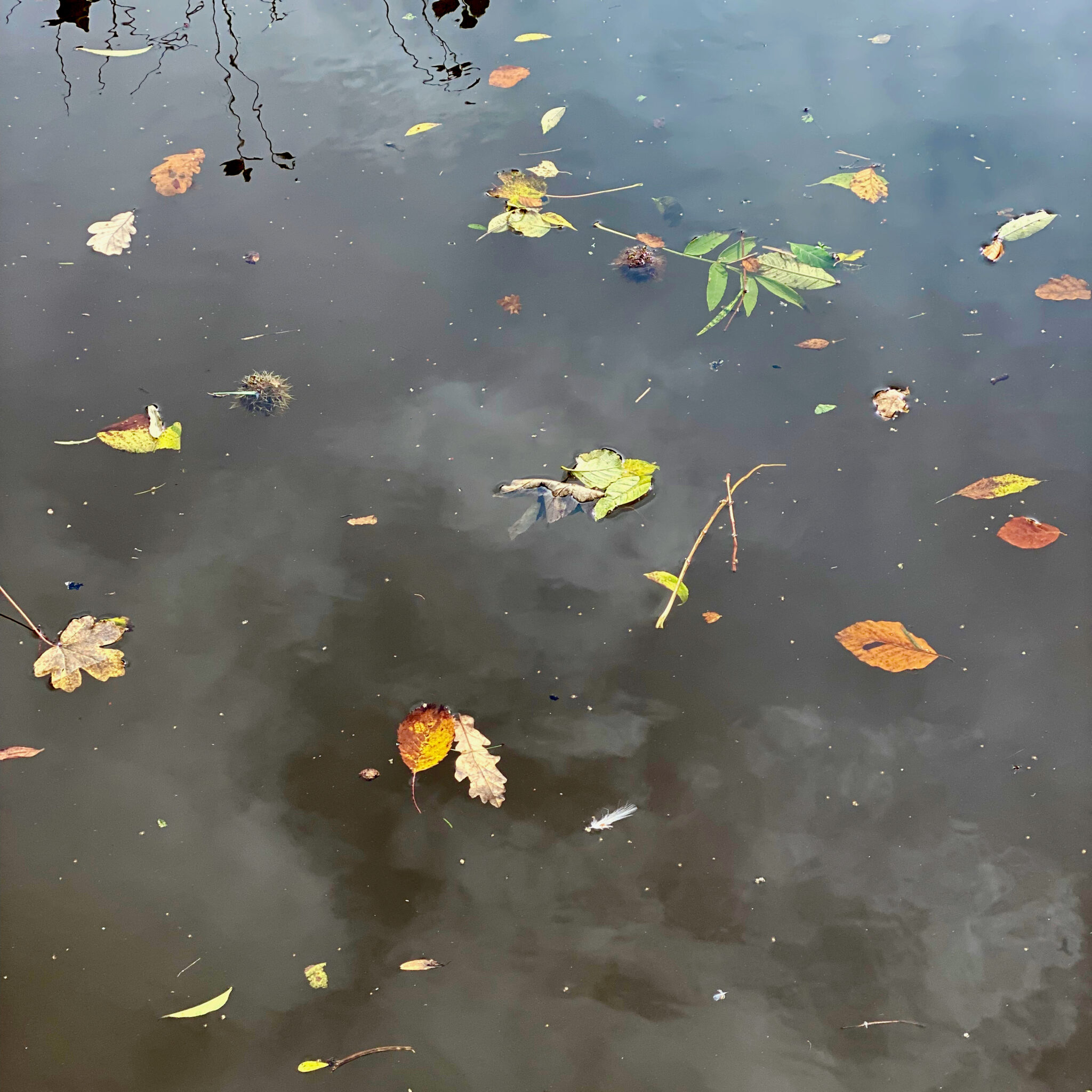 Petit Plat des Feuilles